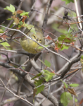 Orange crowned Warbler 2057